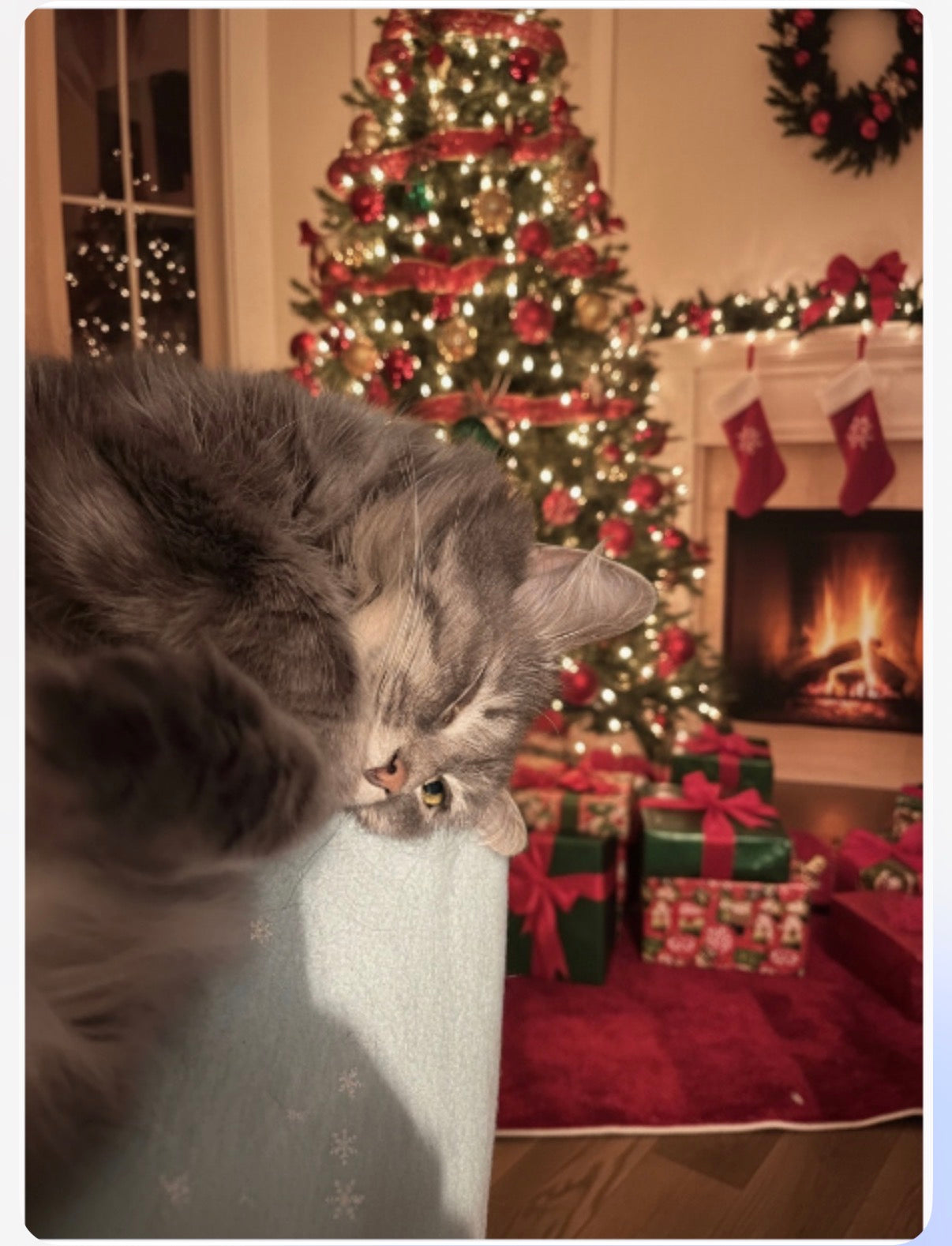 Merry Christmas from Grey