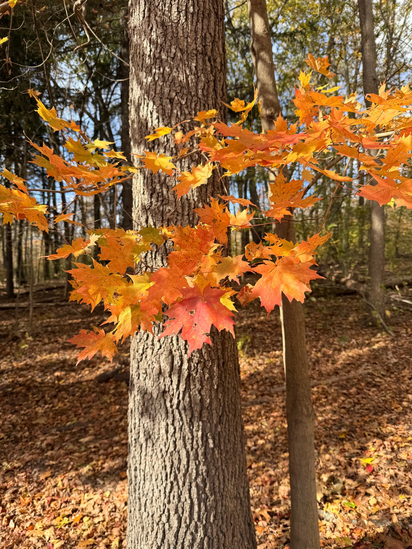 Leaves on a tree puzzle