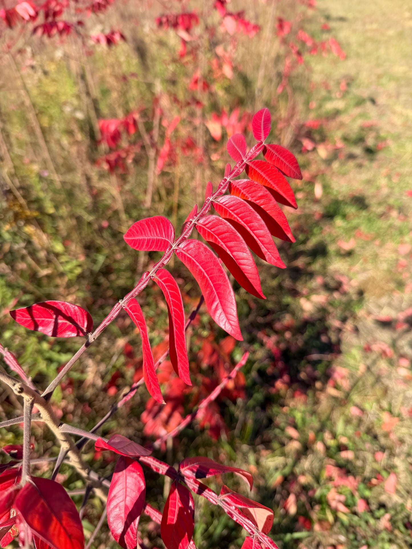 Red plant puzzle