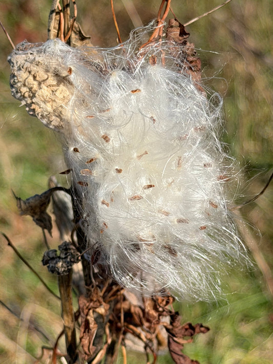 Cotton puzzle