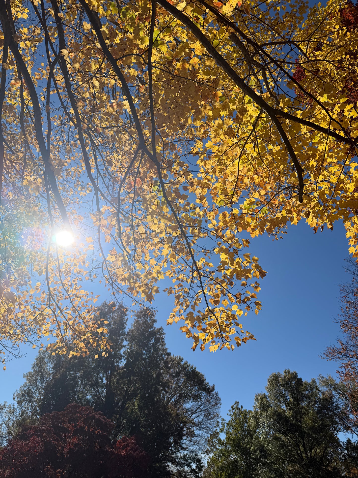 Sun shining on the leaves