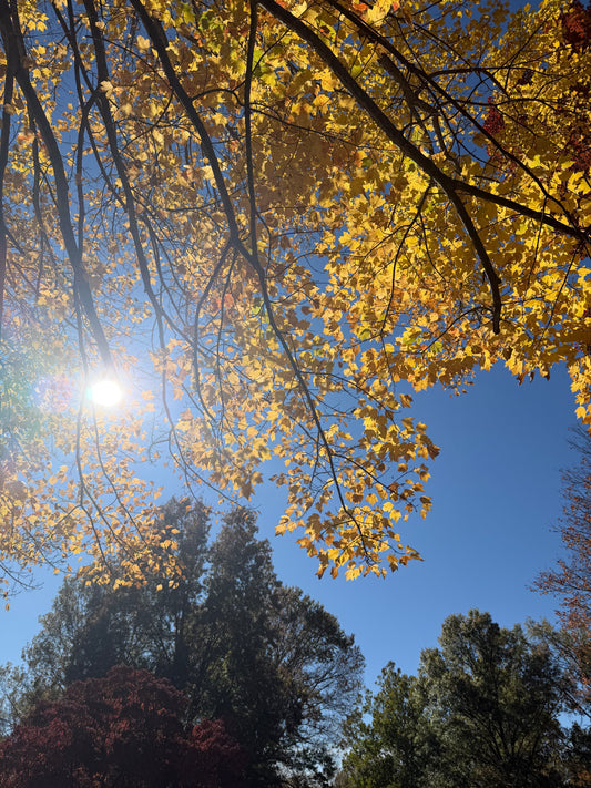 Sun shining on the leaves