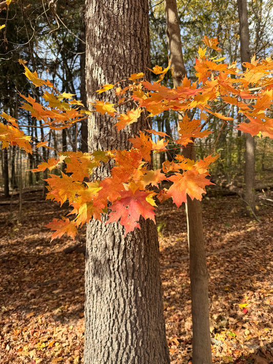 Leaves on a tree puzzle